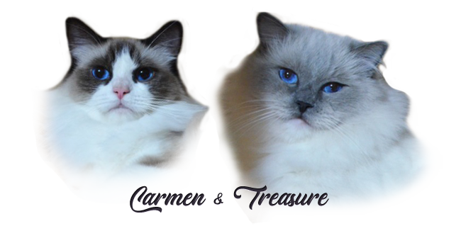 carmen treasure